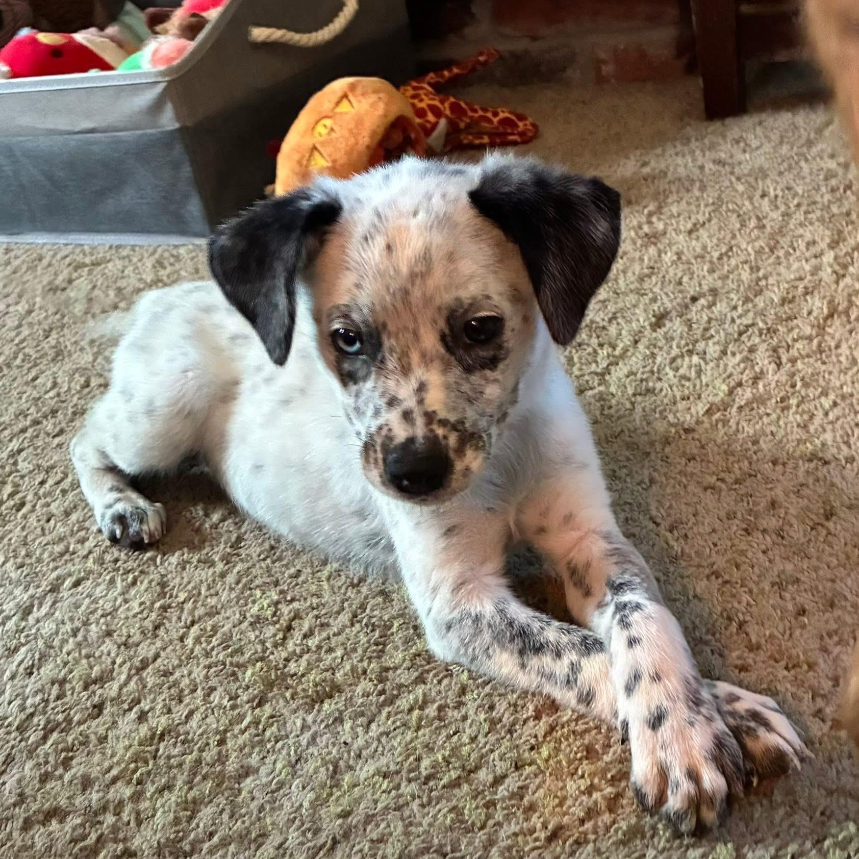 Freckles, a ADOPTABLE mixed breed in Collingswood, NJ image 2/5