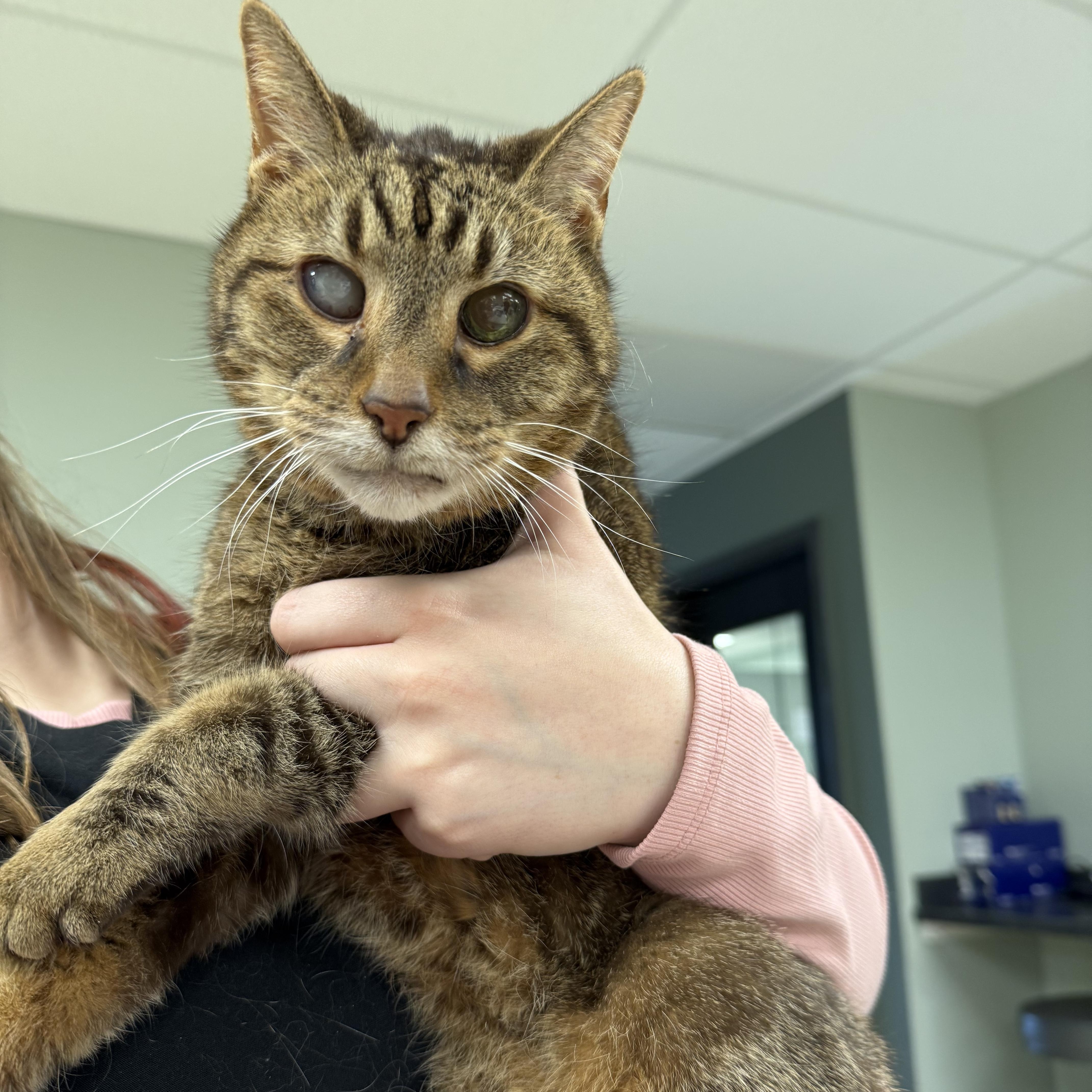 Mishka, a ADOPTABLE Domestic Short Hair in Miamisburg, OH image 3/6