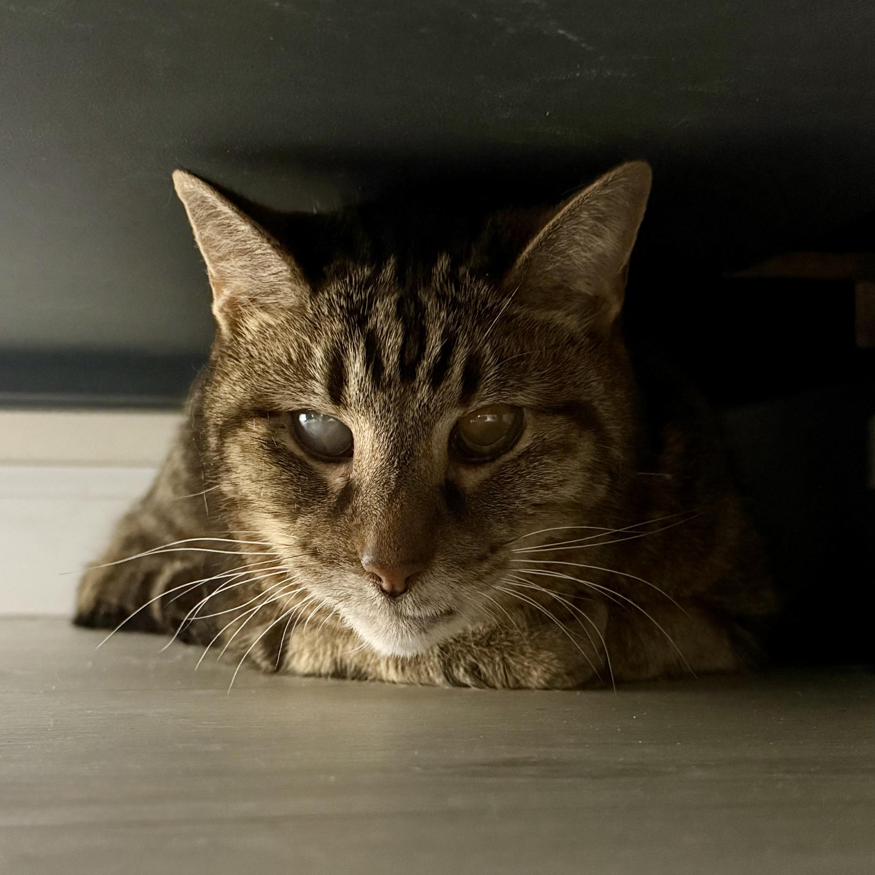Mishka, a ADOPTABLE Domestic Short Hair in Miamisburg, OH image 6/6