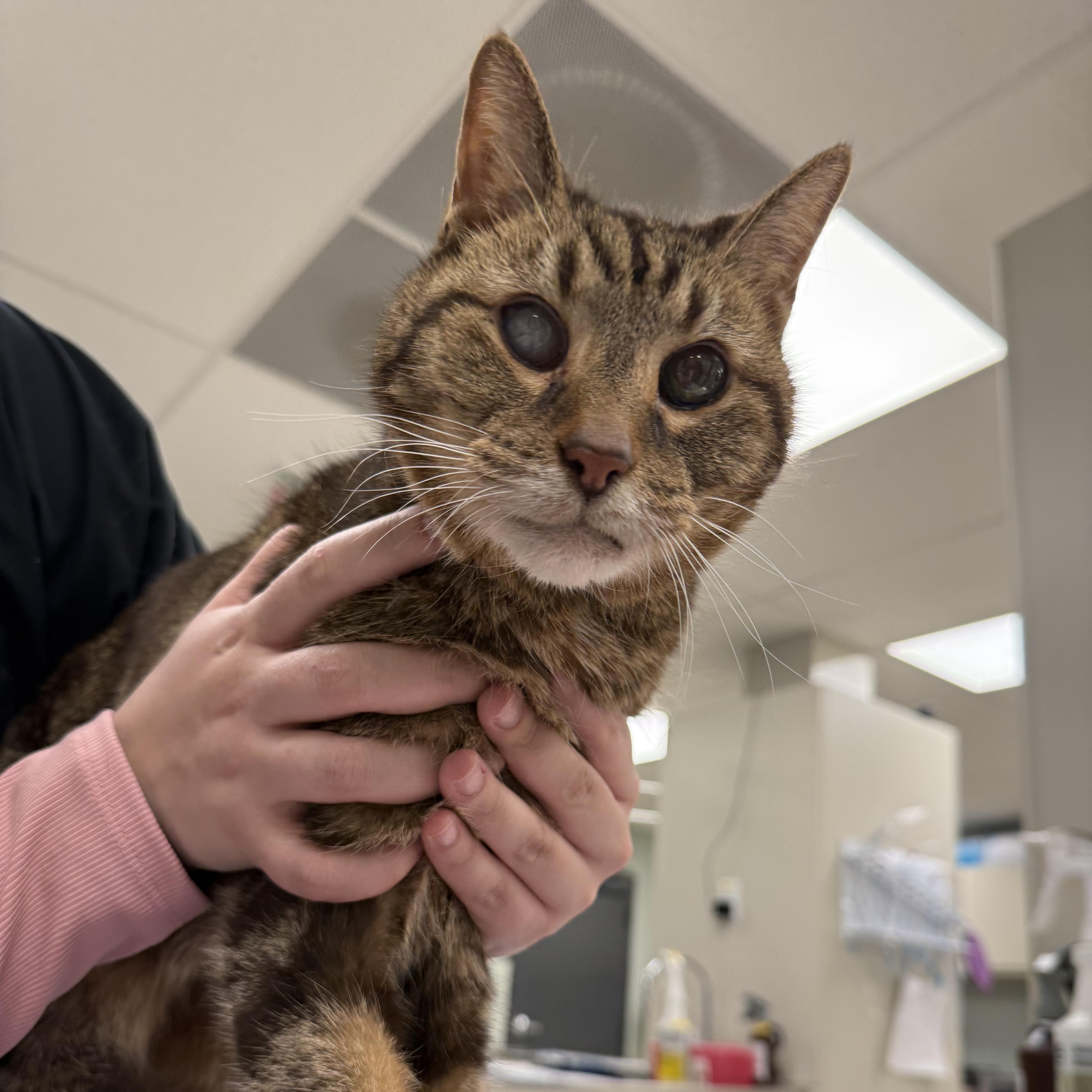 Mishka, ADOPTABLE, Senior Male Domestic Short Hair.