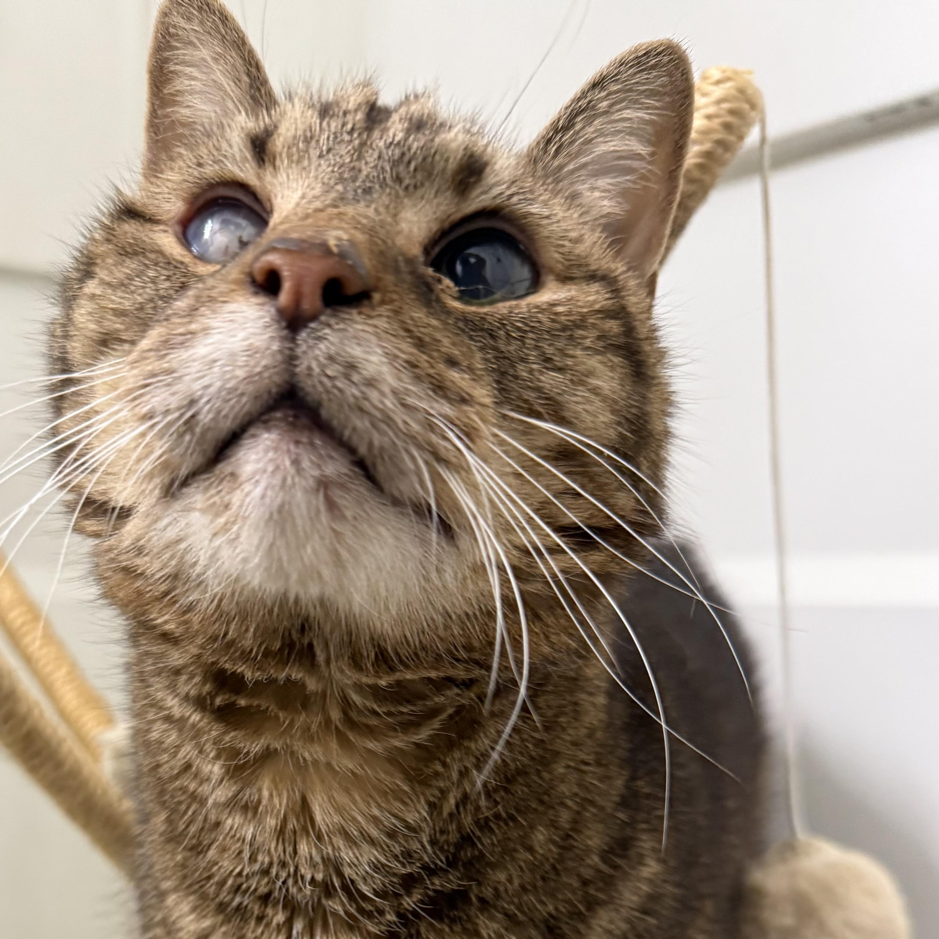 Mishka, a ADOPTABLE Domestic Short Hair in Miamisburg, OH image 2/6
