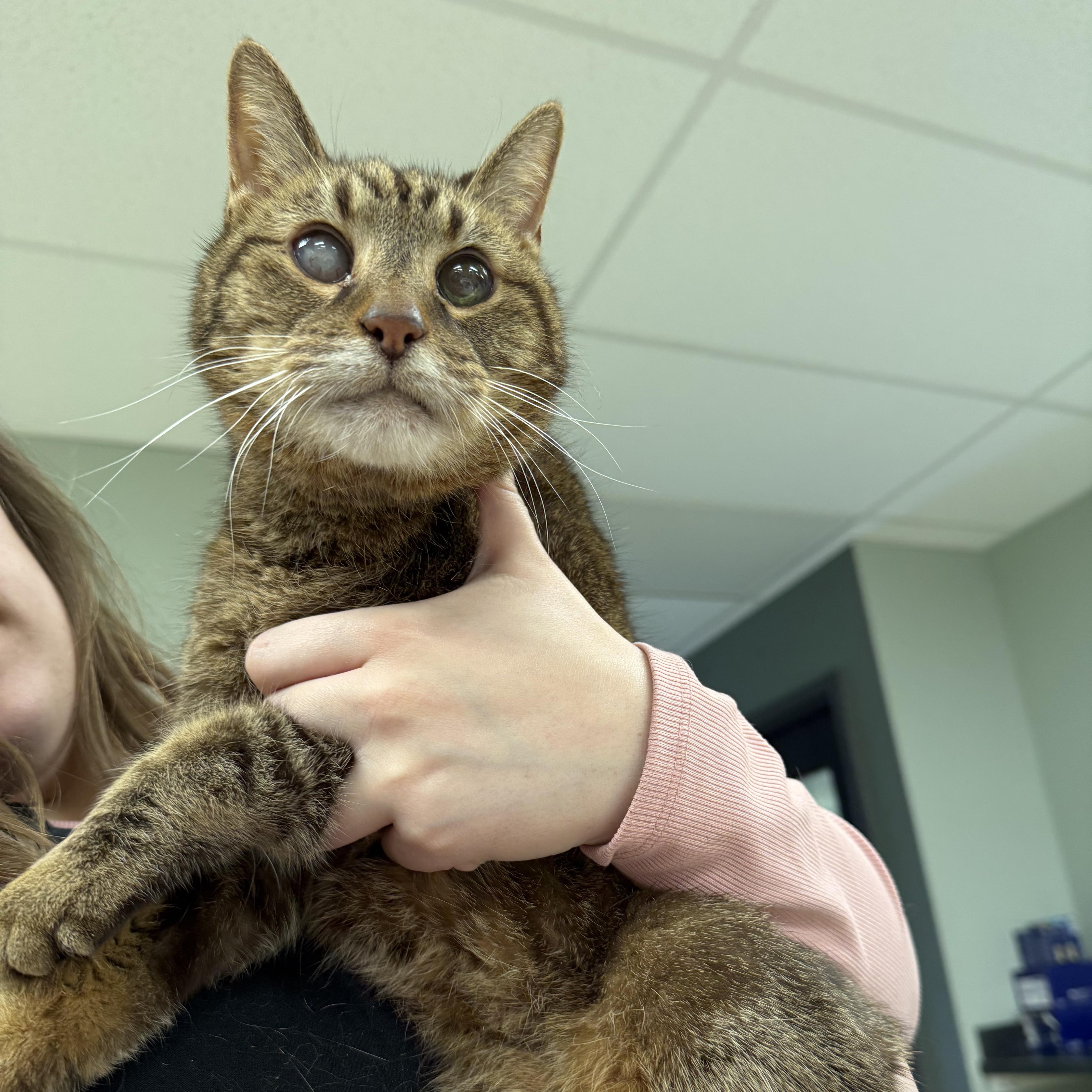 Mishka, a ADOPTABLE Domestic Short Hair in Miamisburg, OH image 4/6