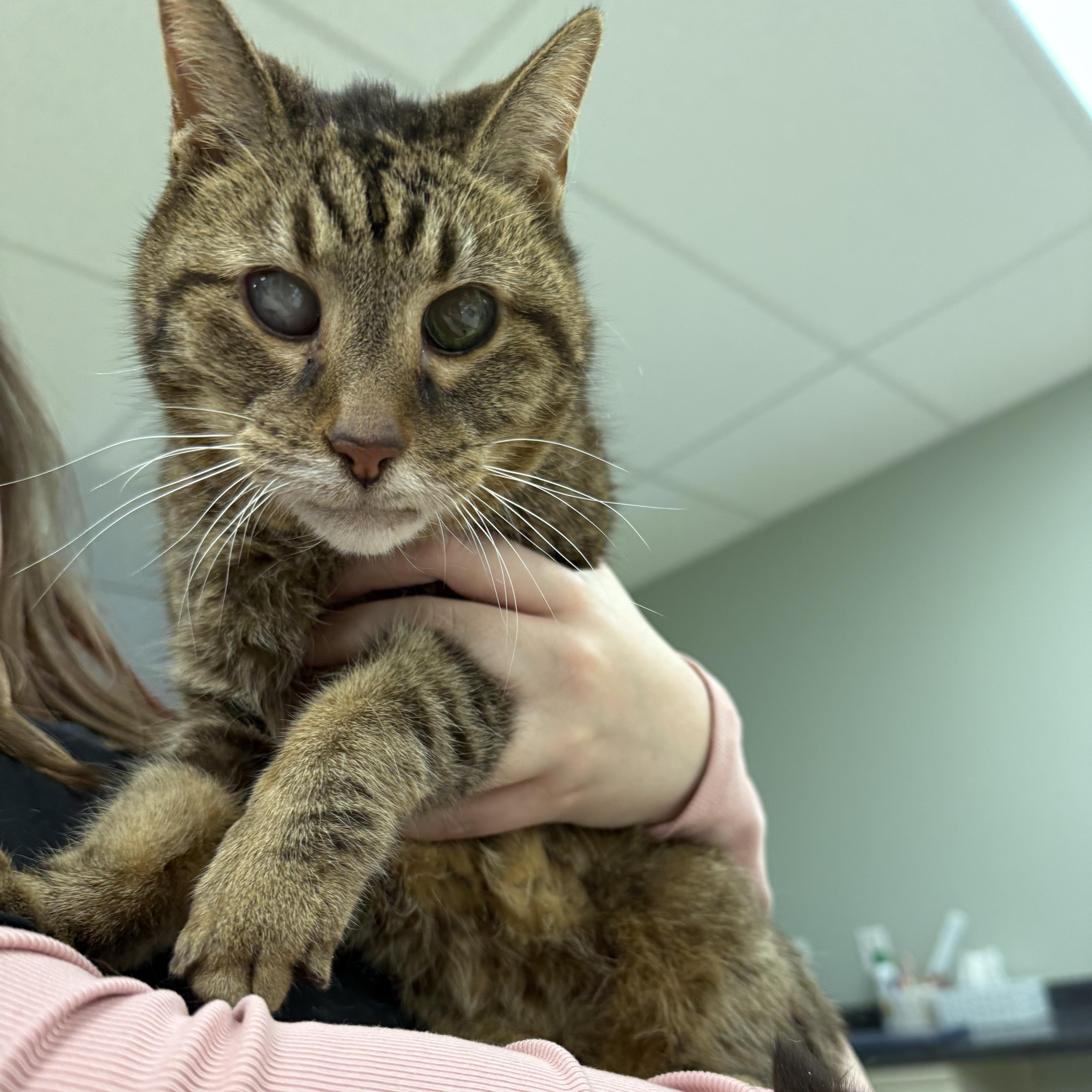 Mishka, a ADOPTABLE Domestic Short Hair in Miamisburg, OH image 5/6