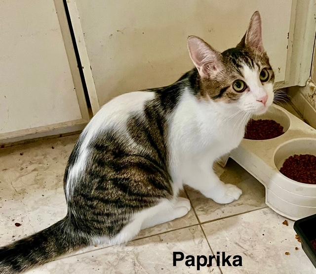 Enlarge Paprika, a Adoptable Domestic Short Hair in Tustin, CA image 3/3