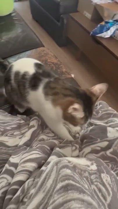 Enlarge Paprika, a Adoptable Domestic Short Hair in Tustin, CA video 4/4
