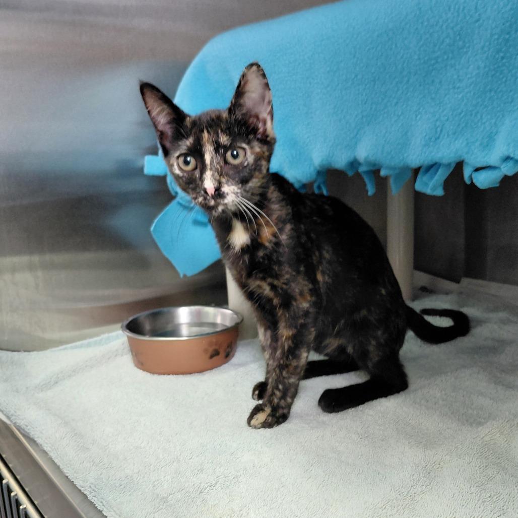 Isis, Adoptable, Kitten Female Domestic Short Hair.