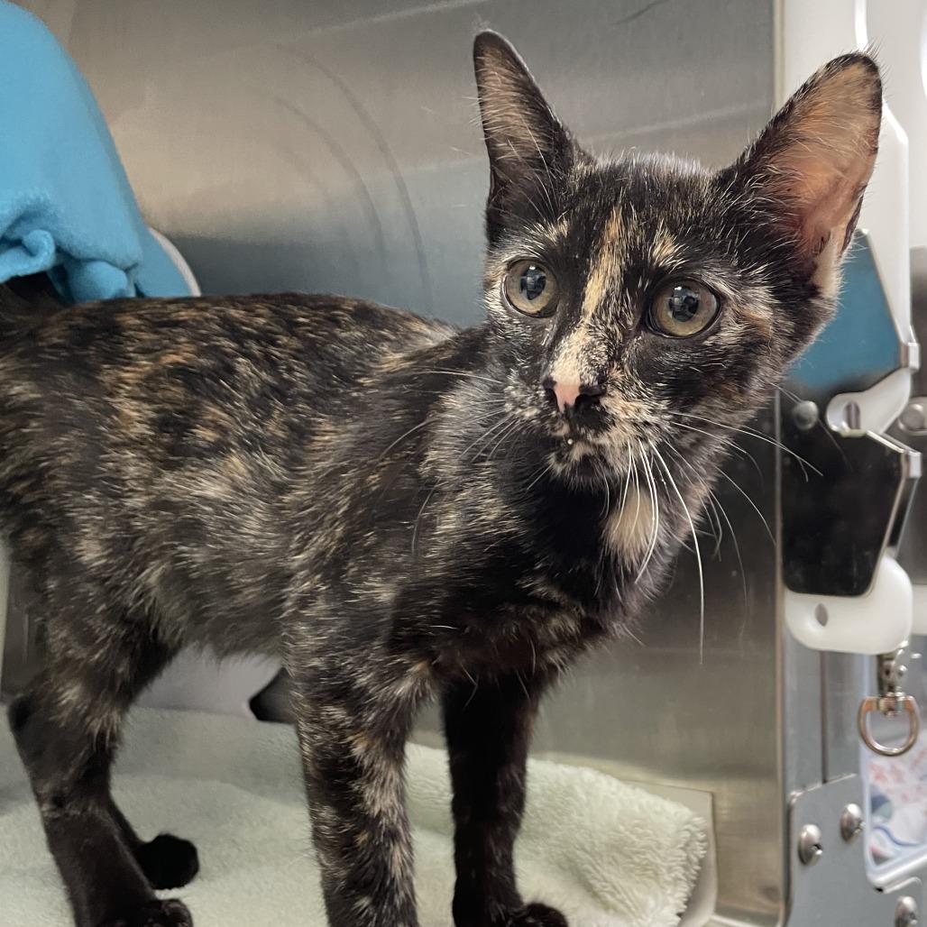 Enlarge Isis, a Adoptable Domestic Short Hair in Philadelphia, PA image 2/2