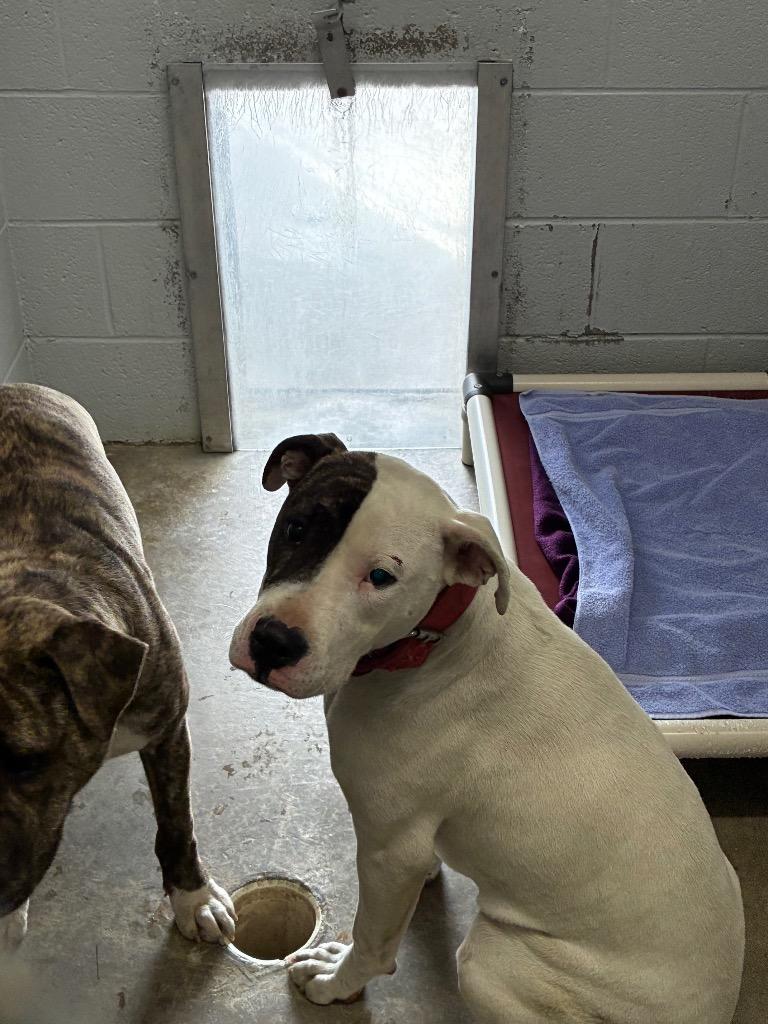 Enlarge Dora-Adoptable, a Adoptable mixed breed in Chickamauga , GA image 1/2