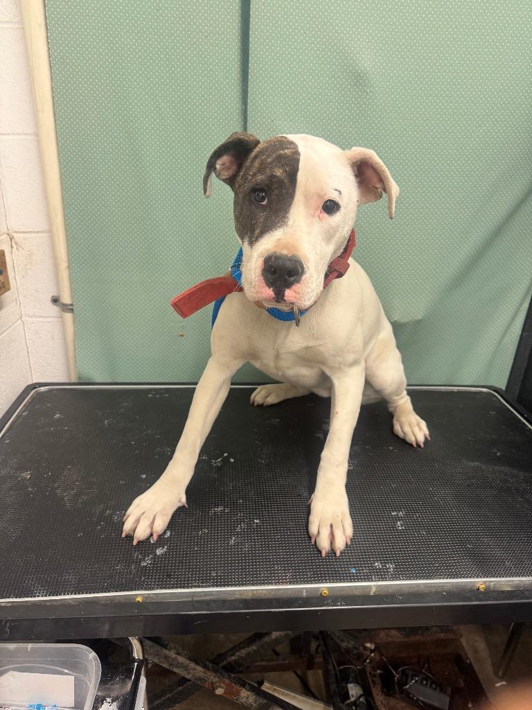 Enlarge Dora-Adoptable, a Adoptable mixed breed in Chickamauga , GA image 2/2