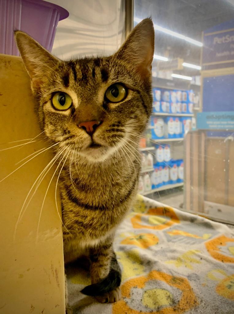 Layla, Adoptable, Young Female Domestic Short Hair.