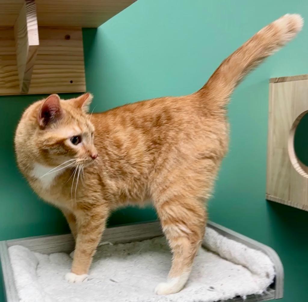 Enlarge Frankie, a Adoptable mixed breed in Waynesville, MO image 1/1