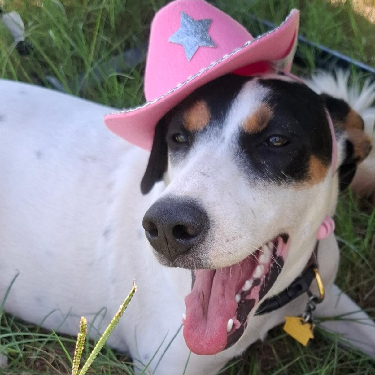 Enlarge Nala, a Adoptable mixed breed in Dallas, TX image 1/6