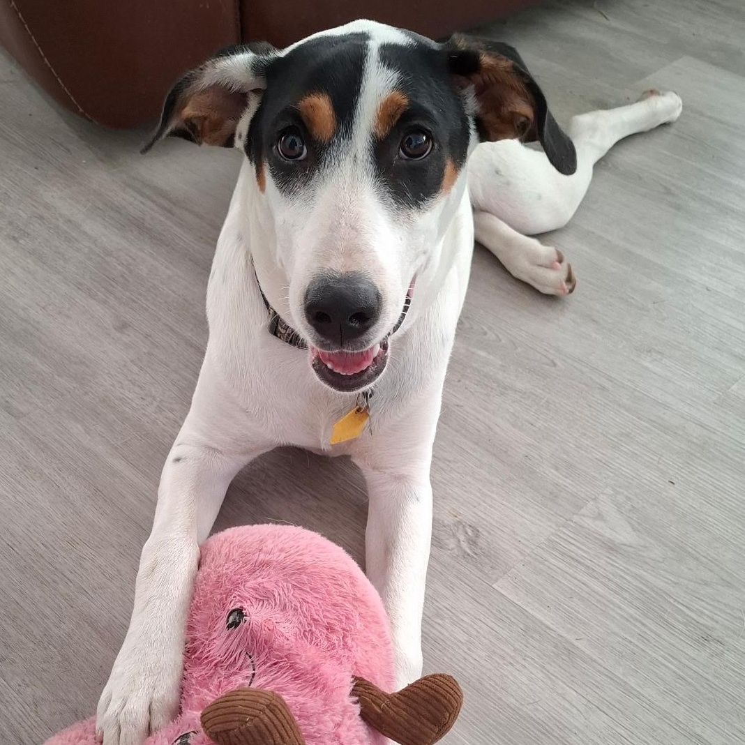Enlarge Nala, a Adoptable mixed breed in Dallas, TX image 2/6