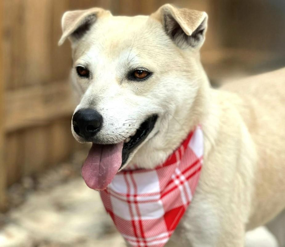 Tito - From wounds to wags! His neck and heart have finally healed! Love him!