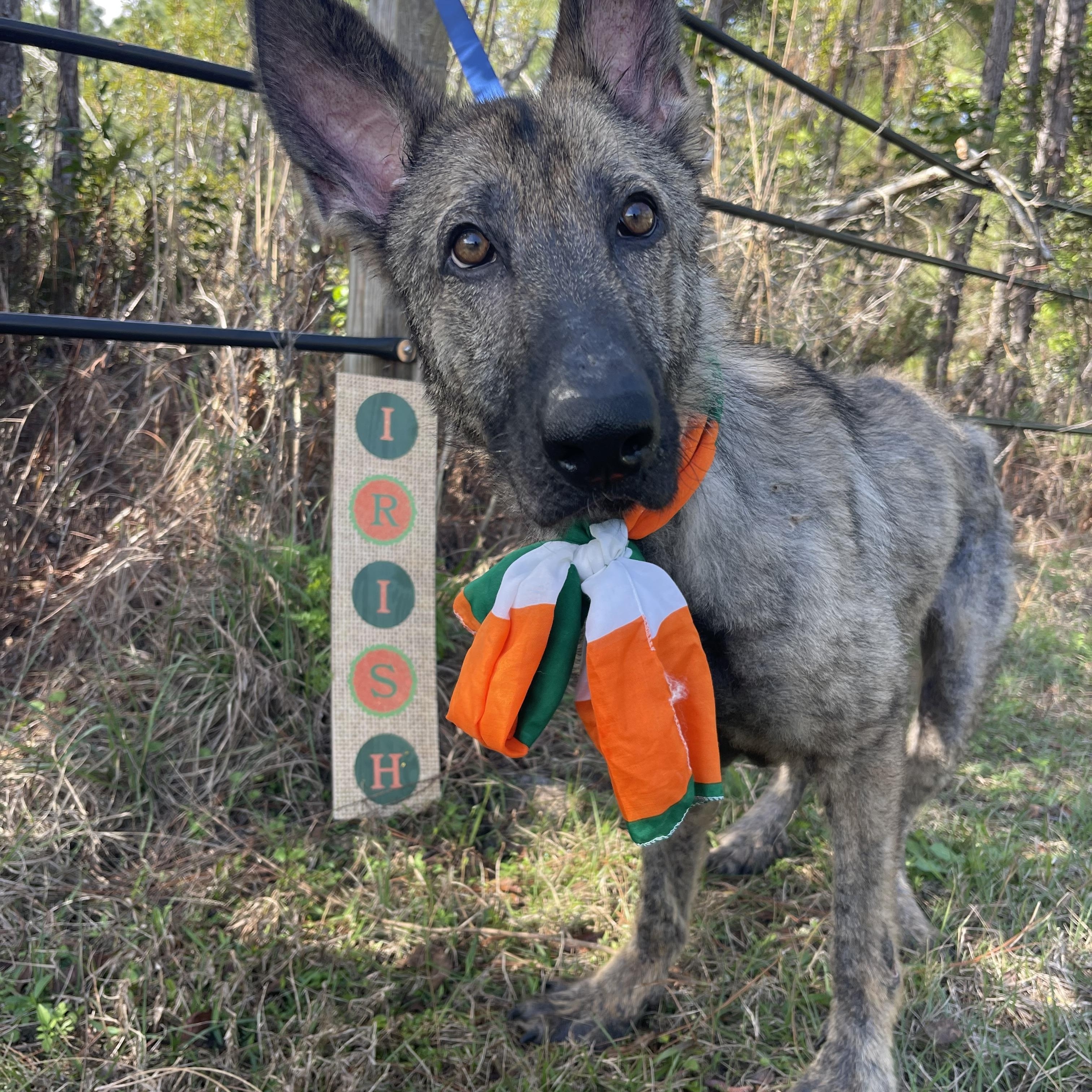 Enlarge Bigfoot, an adopted mixed breed in Sebring, FL image 2/5