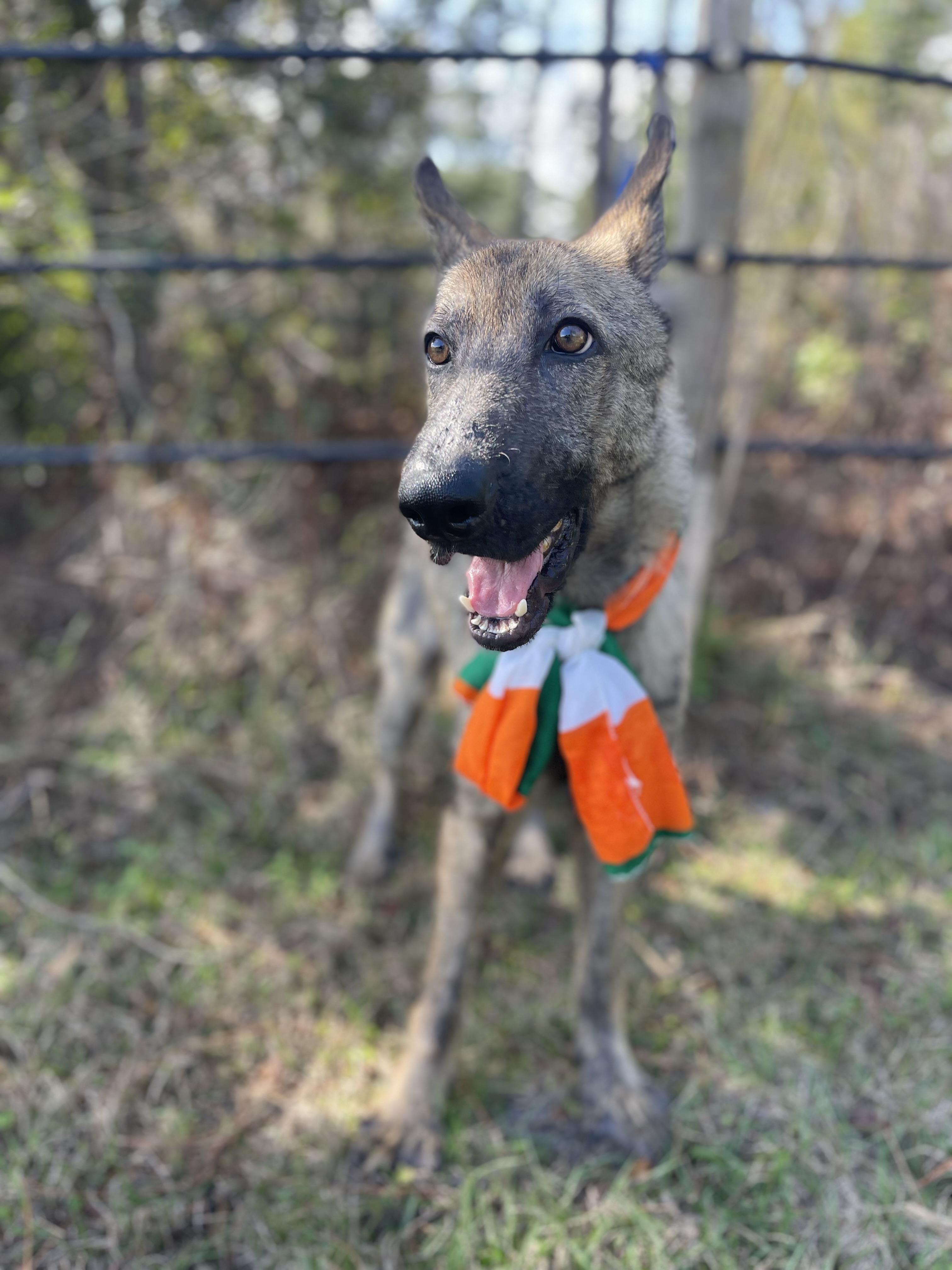 Enlarge Bigfoot, an adopted mixed breed in Sebring, FL image 3/5