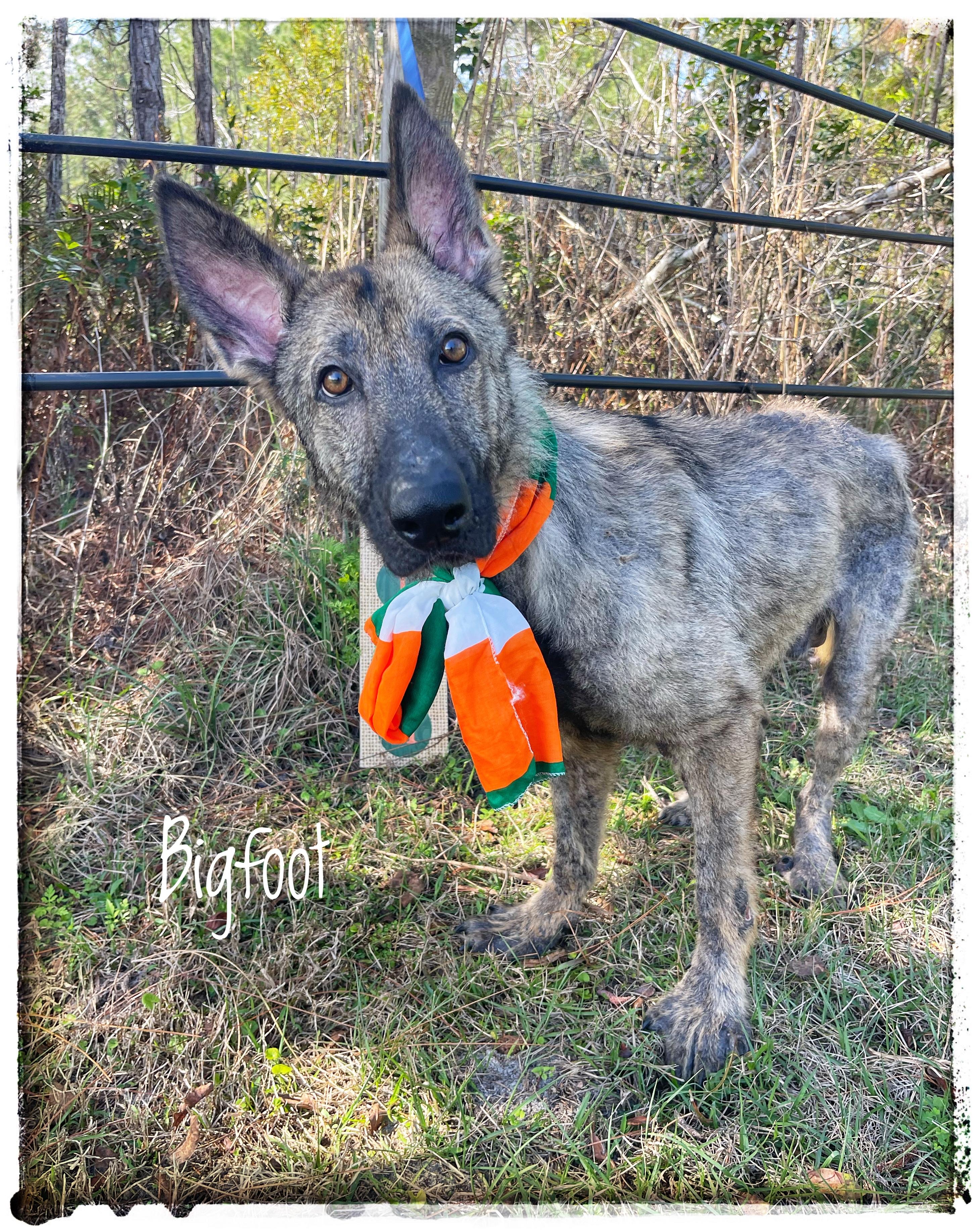 Enlarge Bigfoot, an adopted mixed breed in Sebring, FL image 1/5