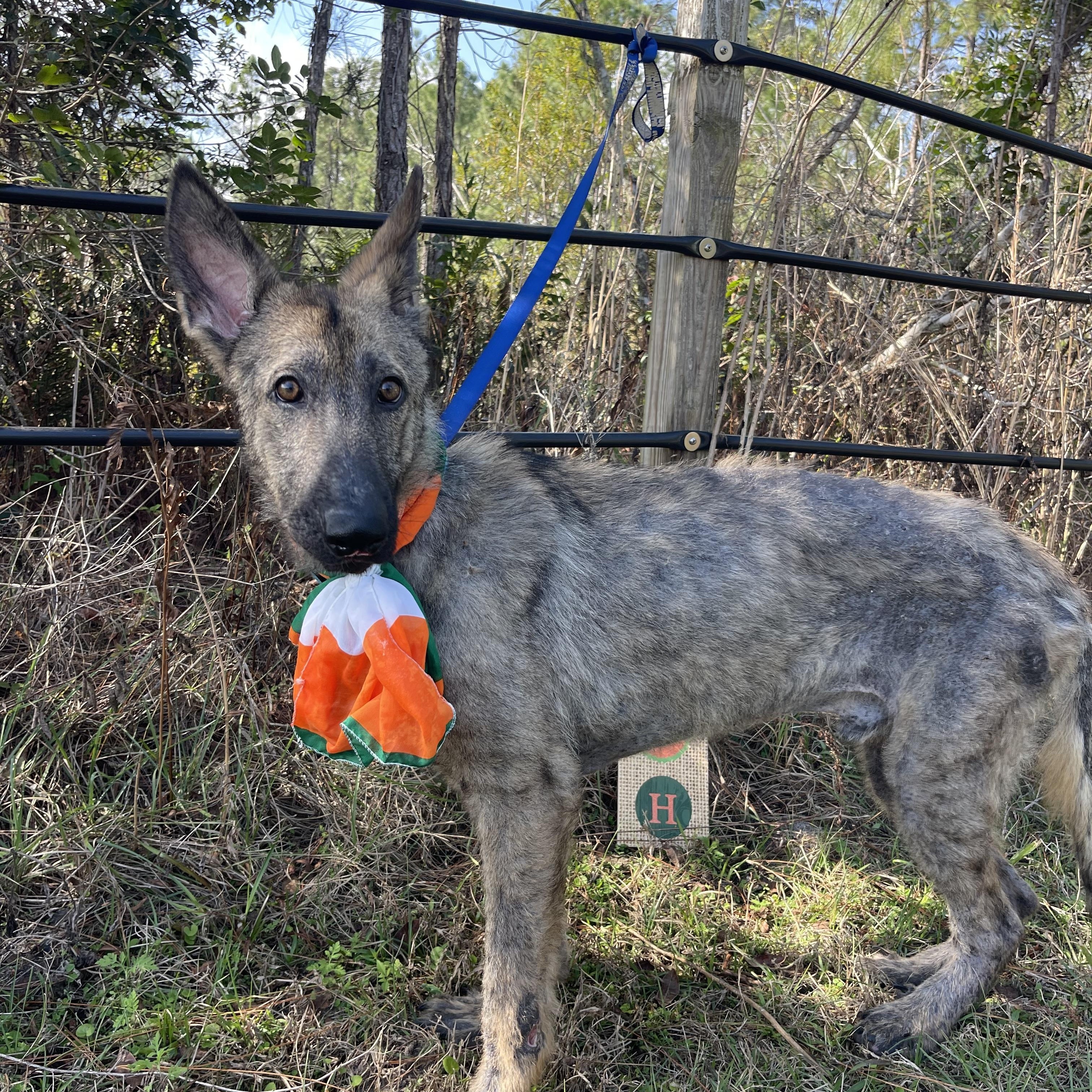 Enlarge Bigfoot, an adopted mixed breed in Sebring, FL image 4/5