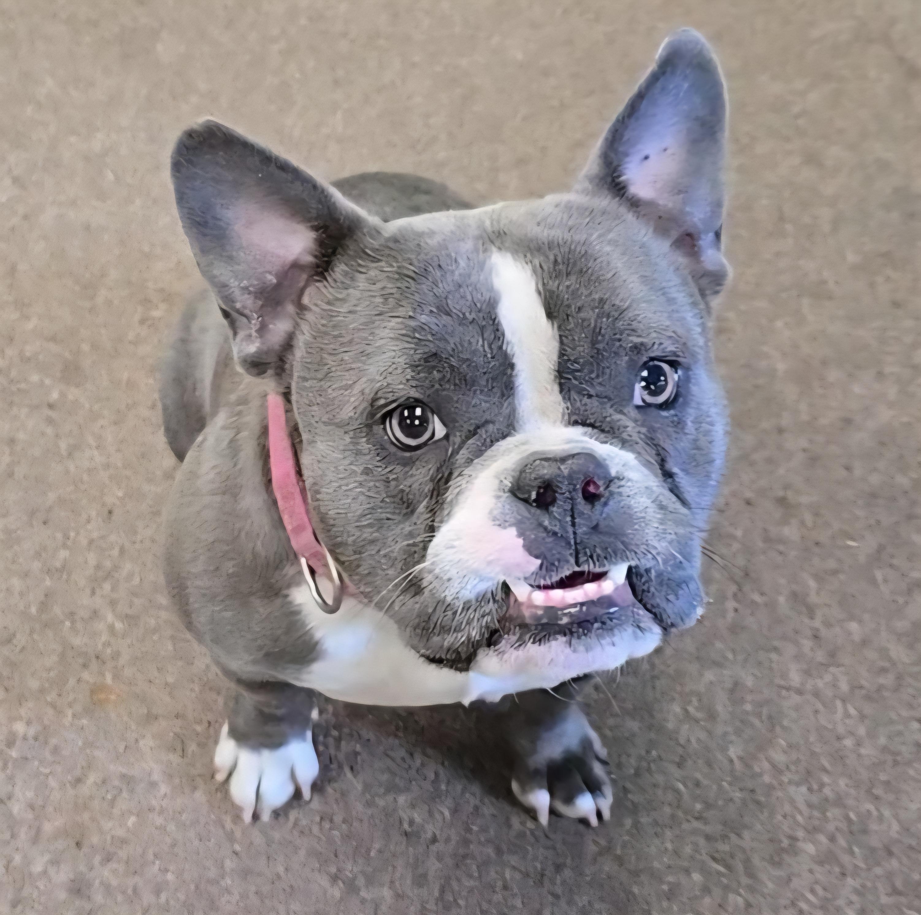 Fiona, Young Female English Bulldog