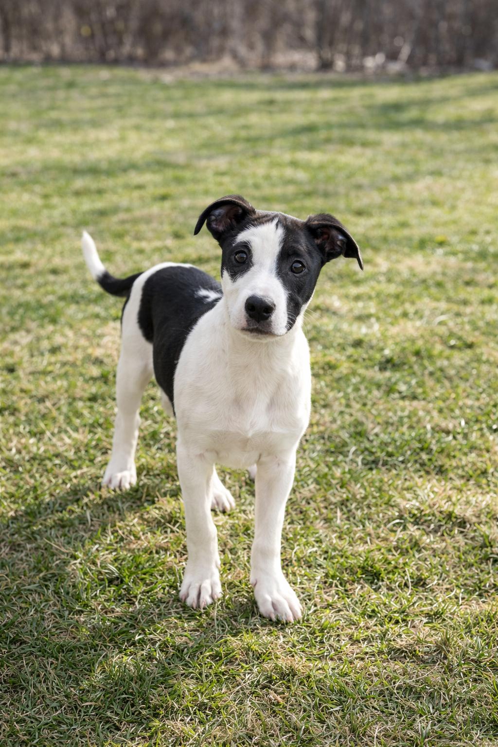 Baye, ADOPTABLE, Puppy Female Mixed Breed.