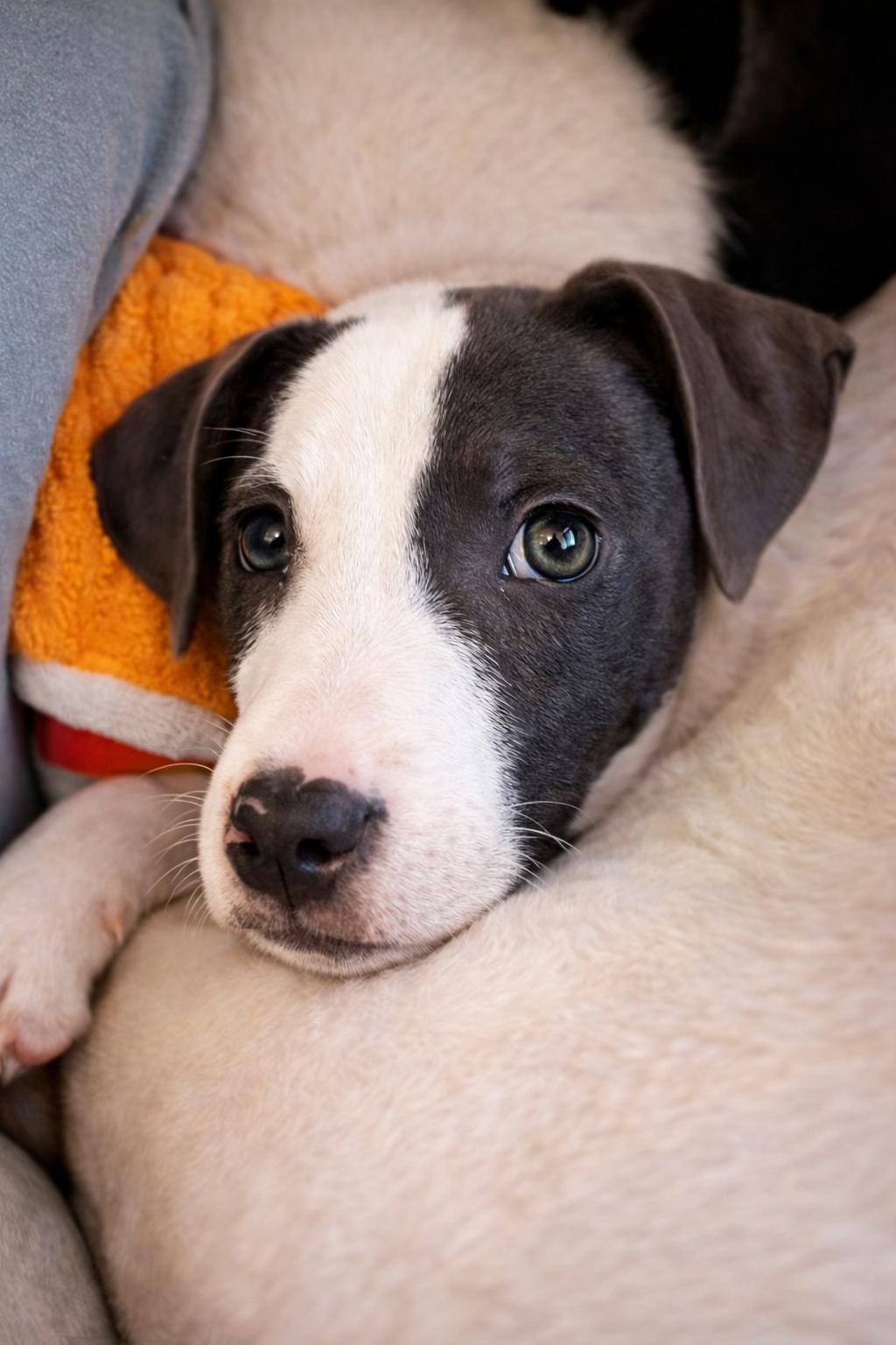 Enlarge Baye, a ADOPTABLE Mixed Breed in Kenosha, WI image 2/3