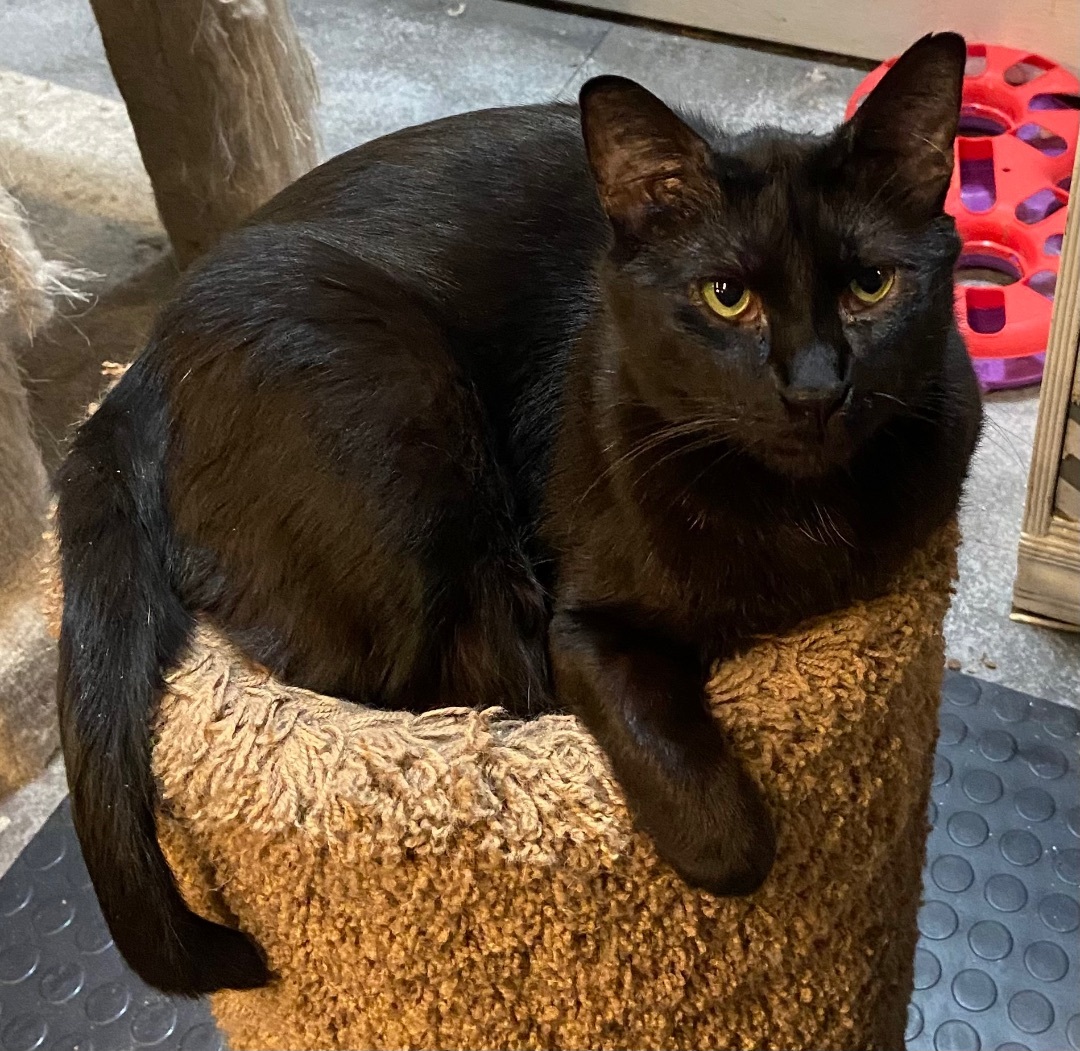 Hippie, a Adoptable Domestic Short Hair in Devils Lake, ND image 2/5