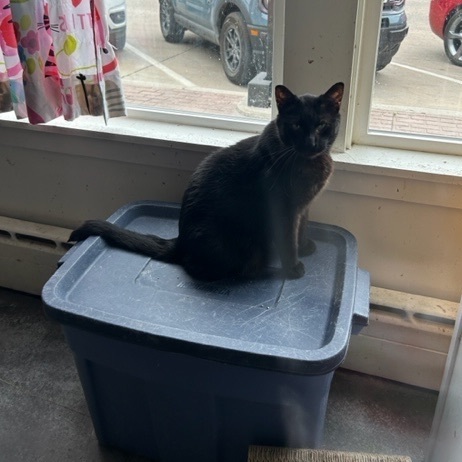 Hippie, a Adoptable Domestic Short Hair in Devils Lake, ND image 3/5