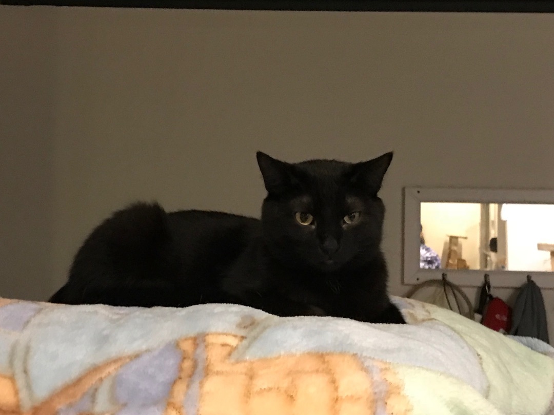 Hippie, a Adoptable Domestic Short Hair in Devils Lake, ND image 5/5