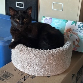 Hippie, Adoptable, Adult Male Domestic Short Hair.