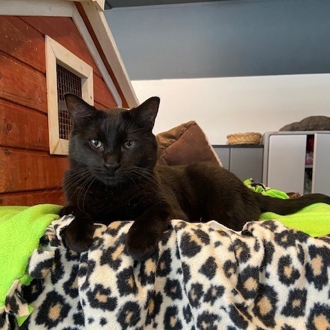 Hippie, a Adoptable Domestic Short Hair in Devils Lake, ND image 4/5