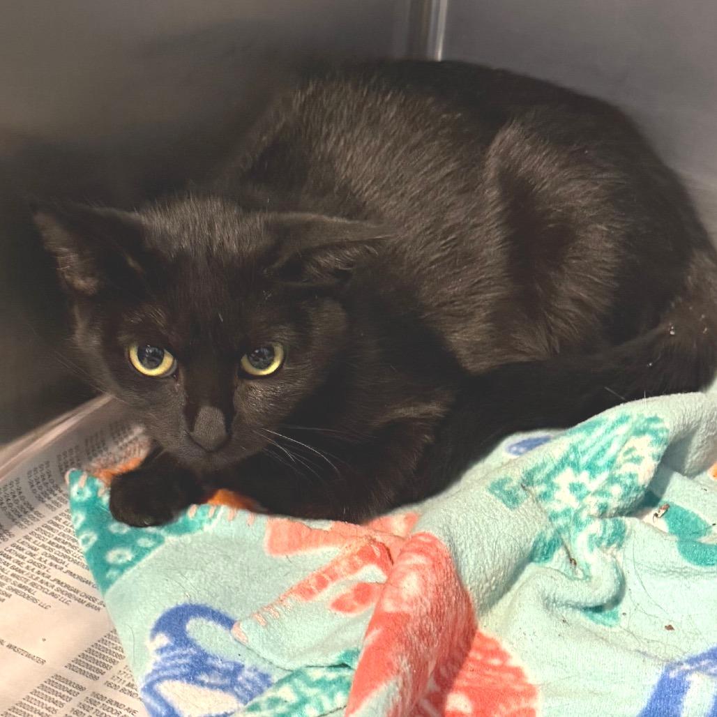 Binxy, Adoptable, Adult Female Domestic Medium Hair.