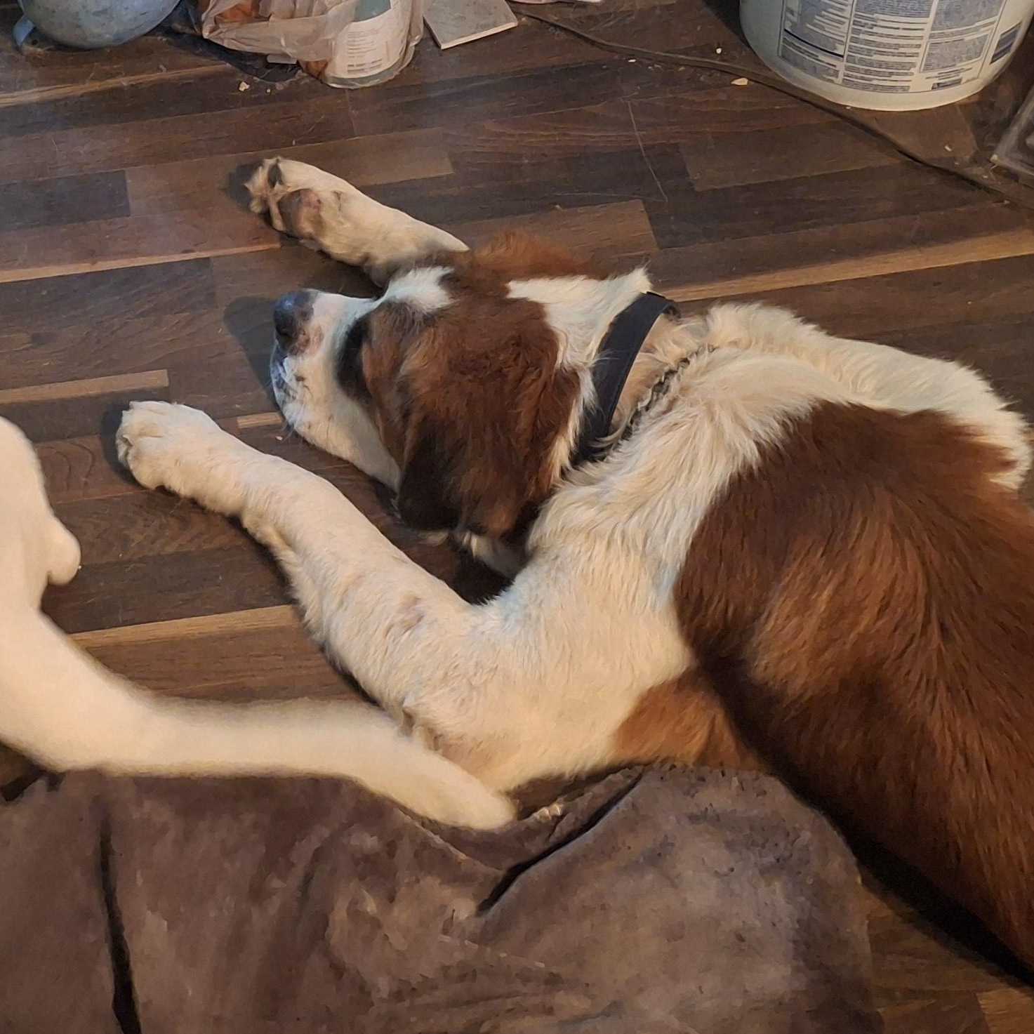 Enlarge Whiskey River, a Adoptable Saint Bernard in Cedar Park, TX image 3/3