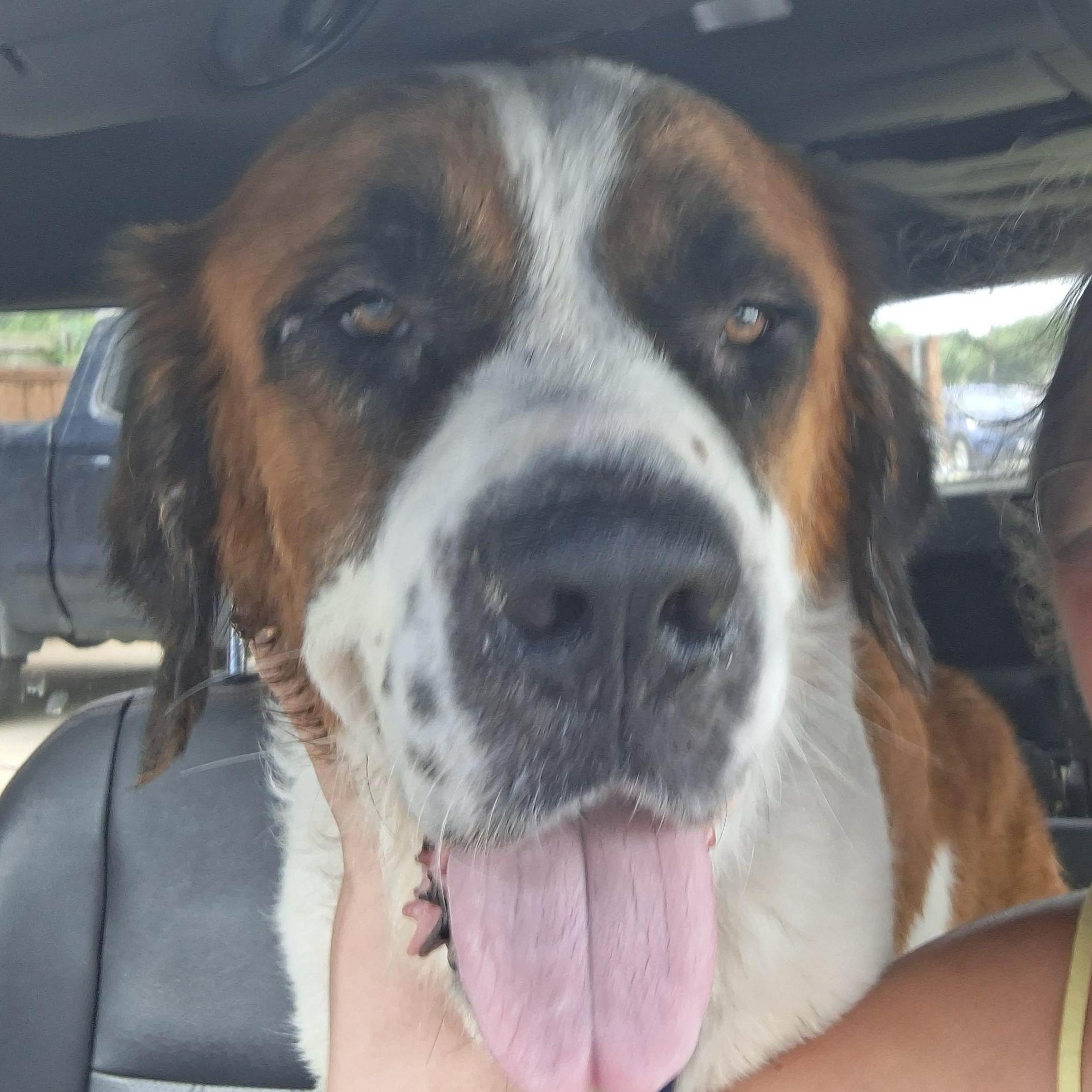 Whiskey River, Adoptable, Adult Male Saint Bernard.