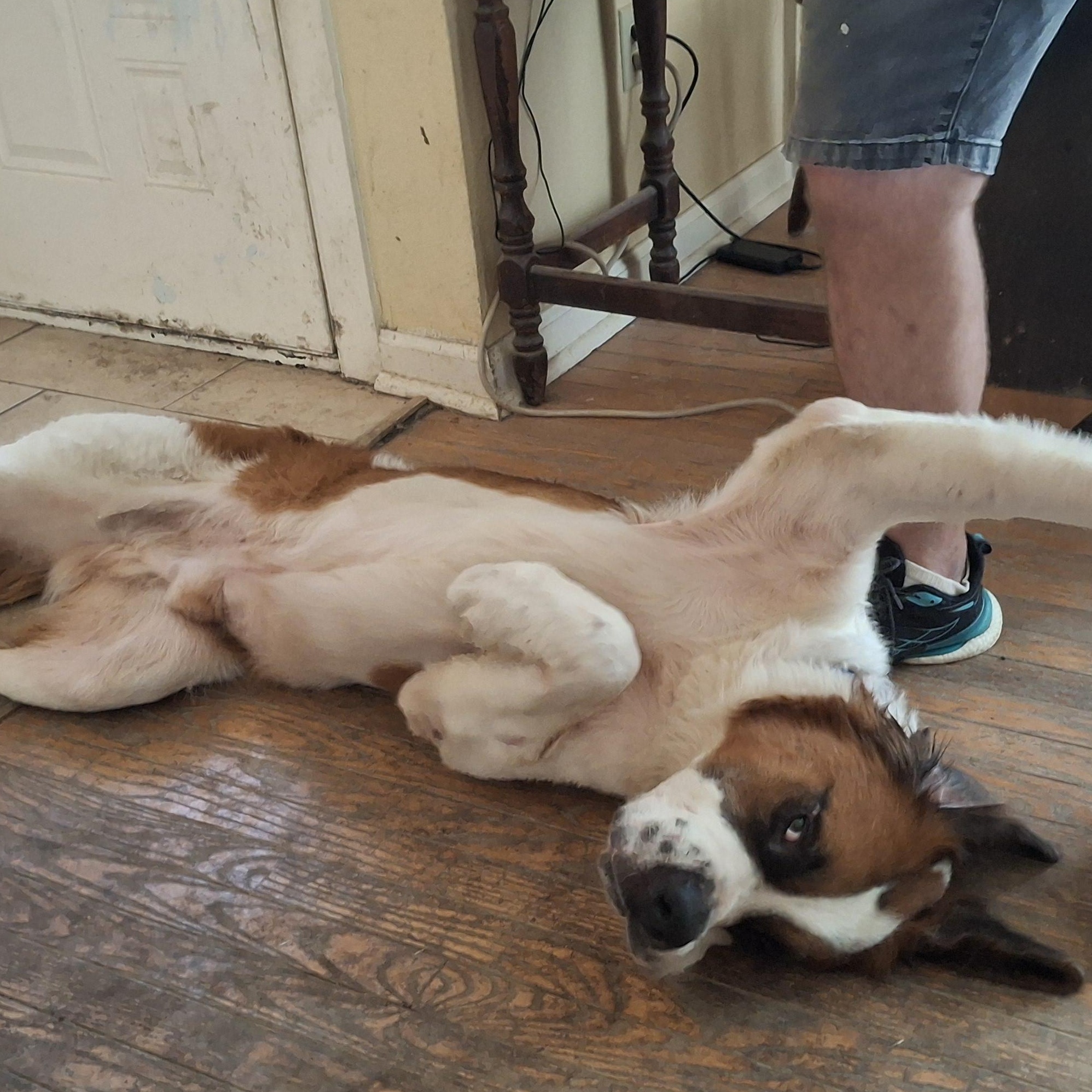 Enlarge Whiskey River, a Adoptable Saint Bernard in Cedar Park, TX image 2/3