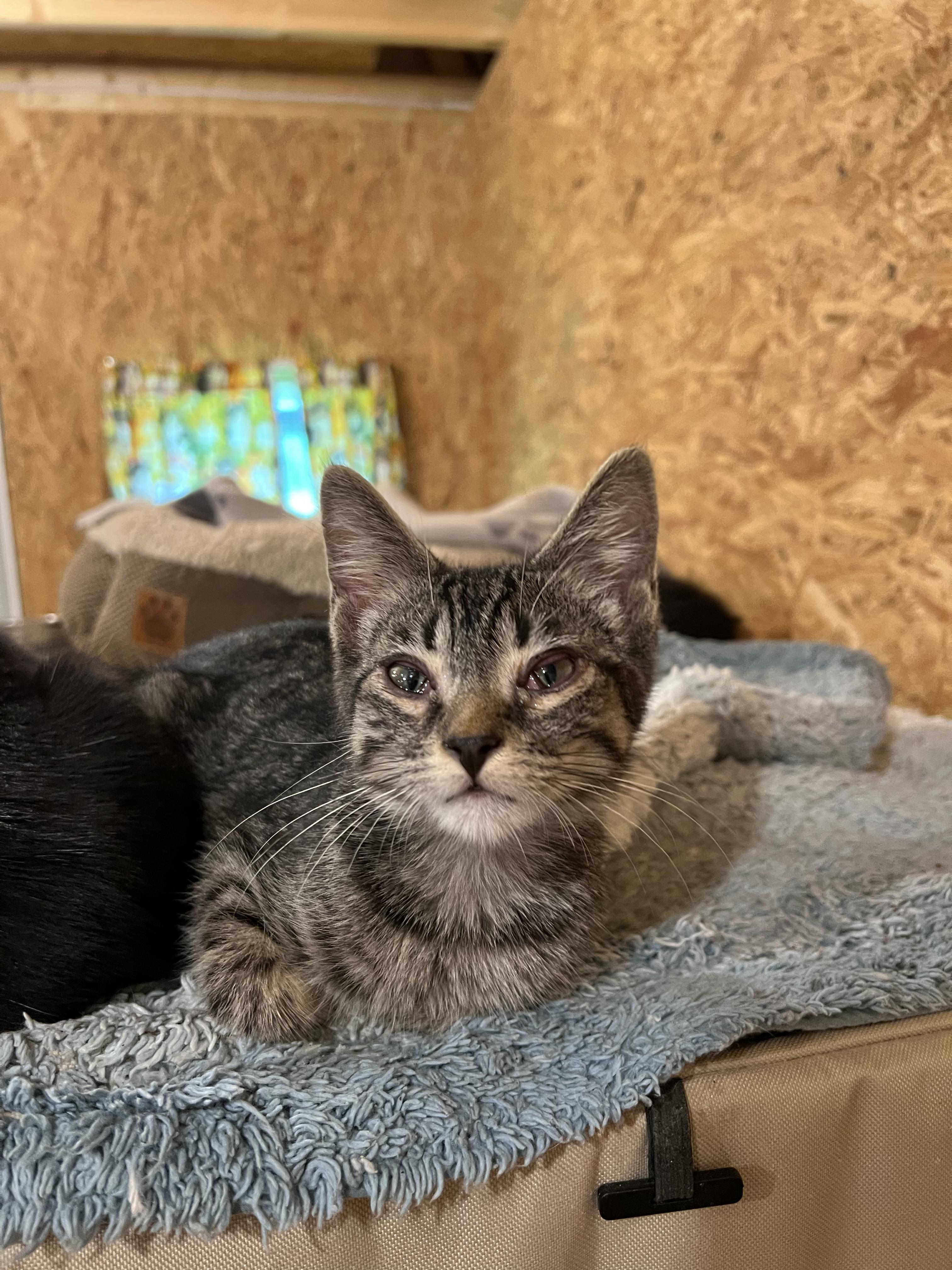 Enlarge Baloo, a Adoptable Domestic Short Hair in Sneads Ferry, NC image 2/3