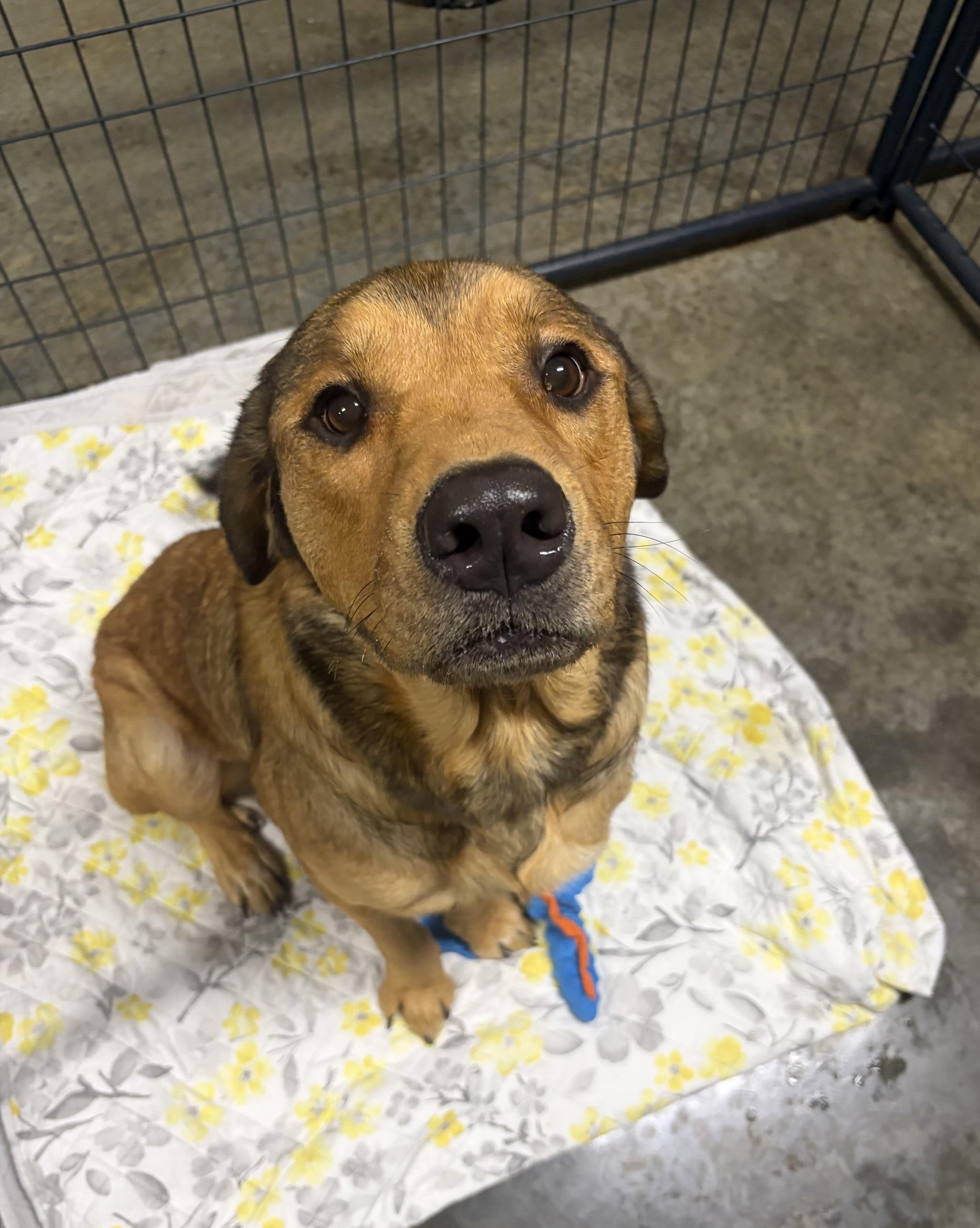 Nutmeg, Adopted, Young Female Mixed Breed.