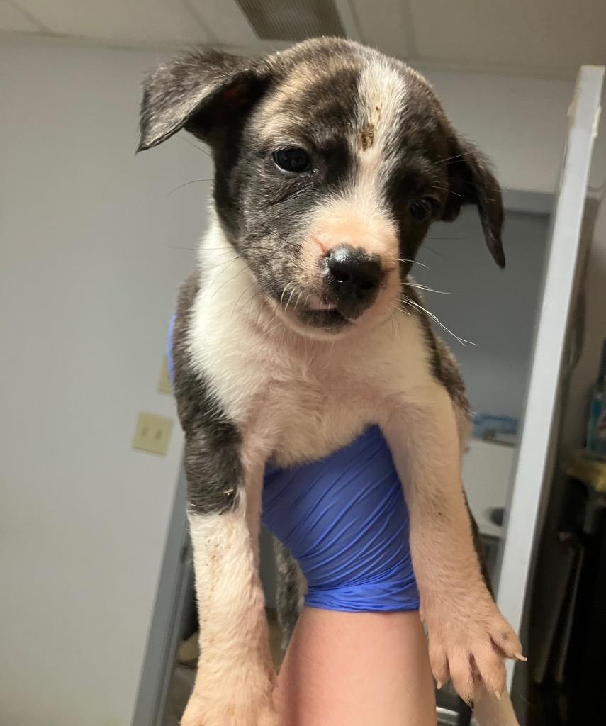 Forest, a Adoptable mixed breed in Lockhart, TX image 1/2