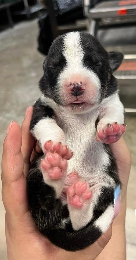 Forest, a Adoptable mixed breed in Lockhart, TX image 2/2