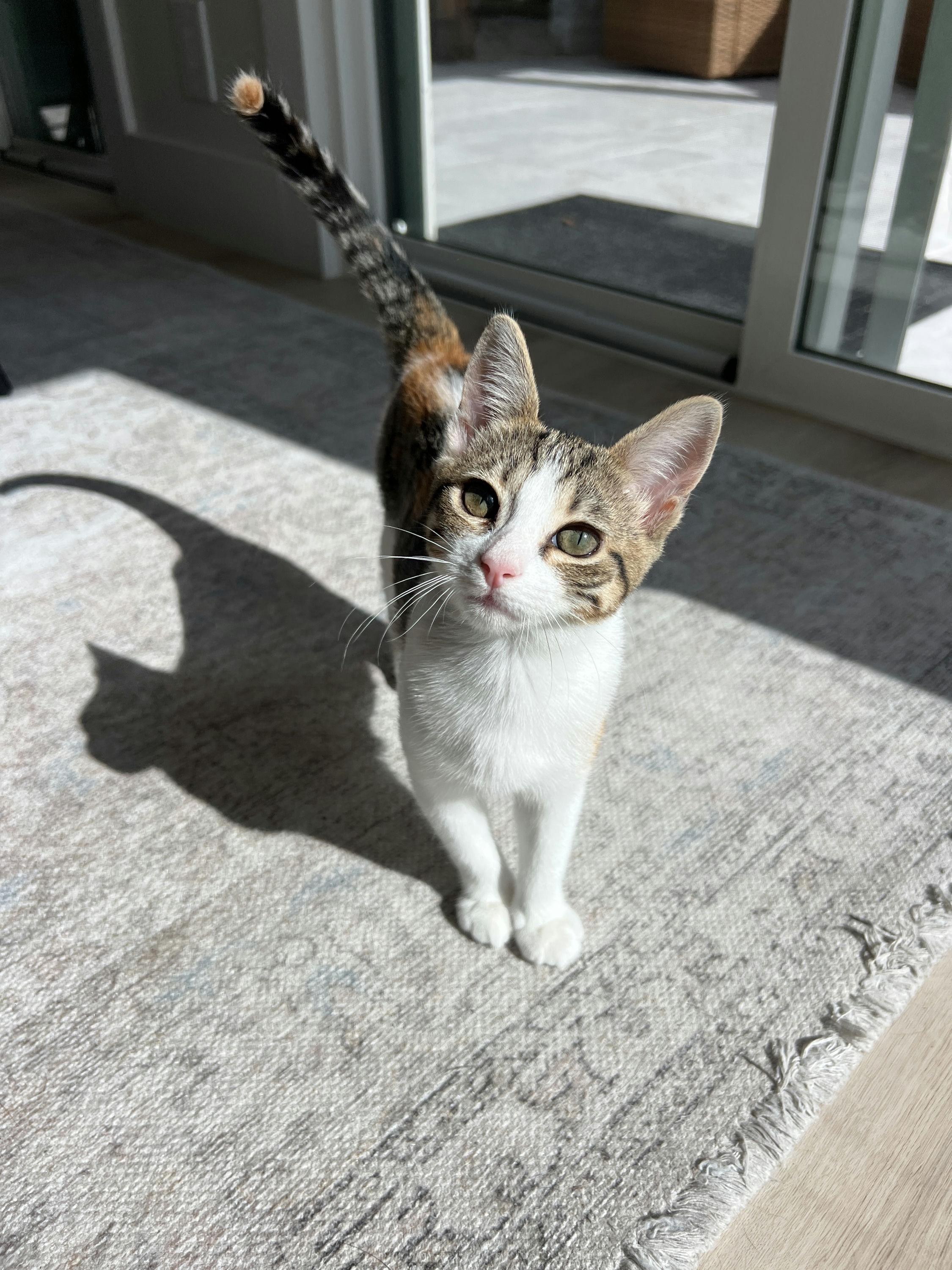 Enlarge Mochi, an adopted Domestic Short Hair in Houston, TX image 2/5