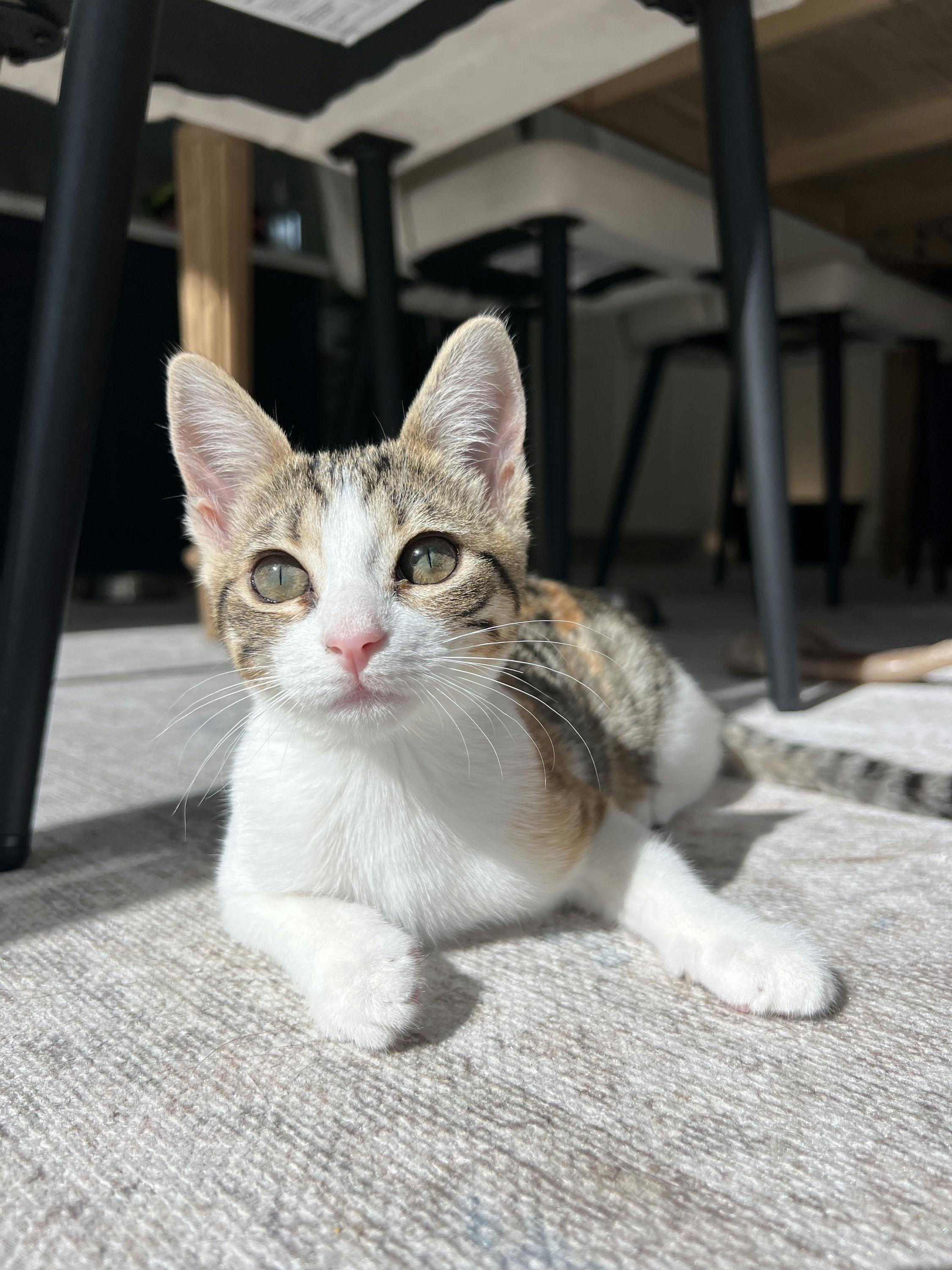 Enlarge Mochi, an adopted Domestic Short Hair in Houston, TX image 5/5