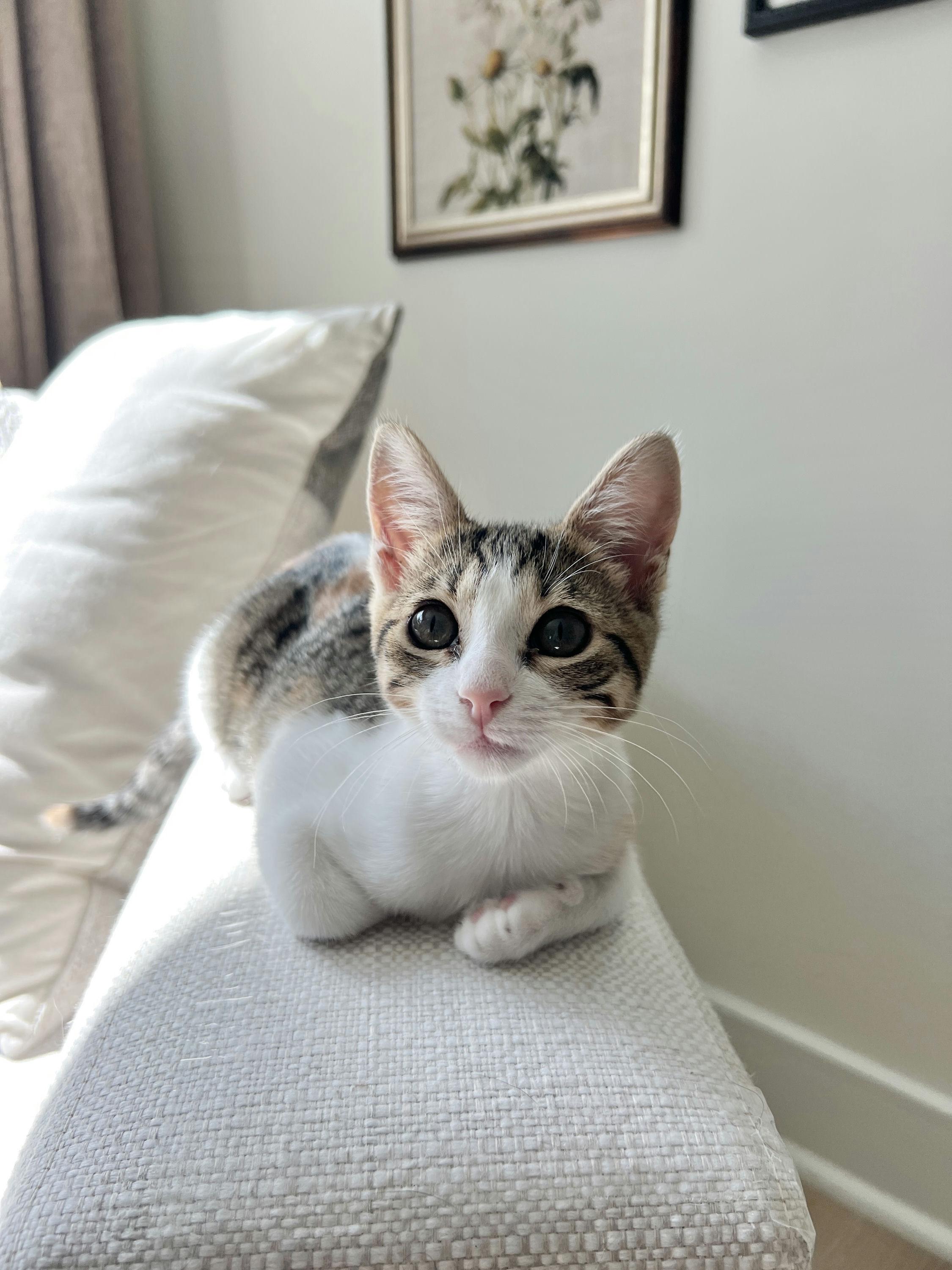 Enlarge Mochi, an adopted Domestic Short Hair in Houston, TX image 4/5