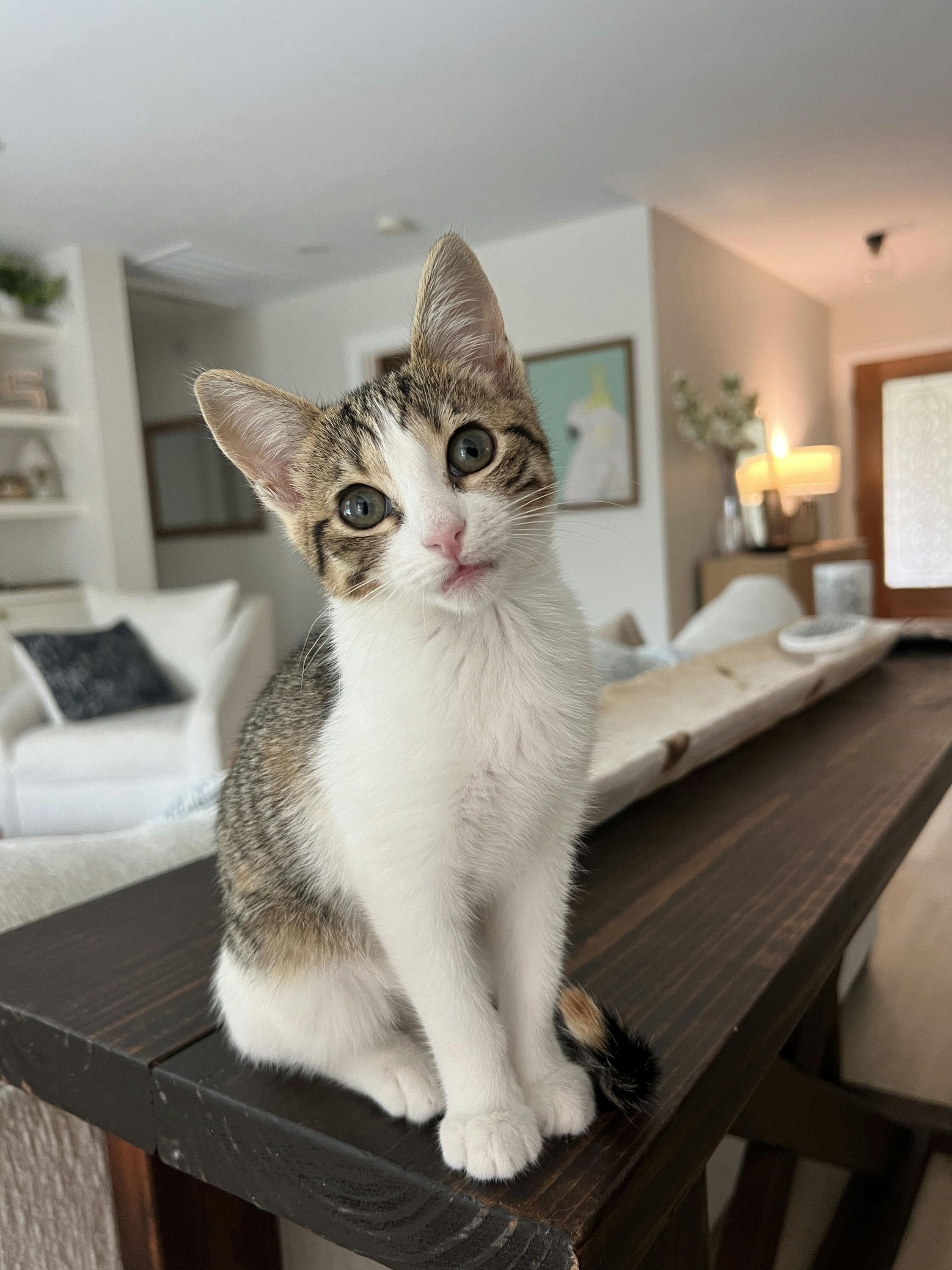 Enlarge Mochi, an adopted Domestic Short Hair in Houston, TX image 3/5