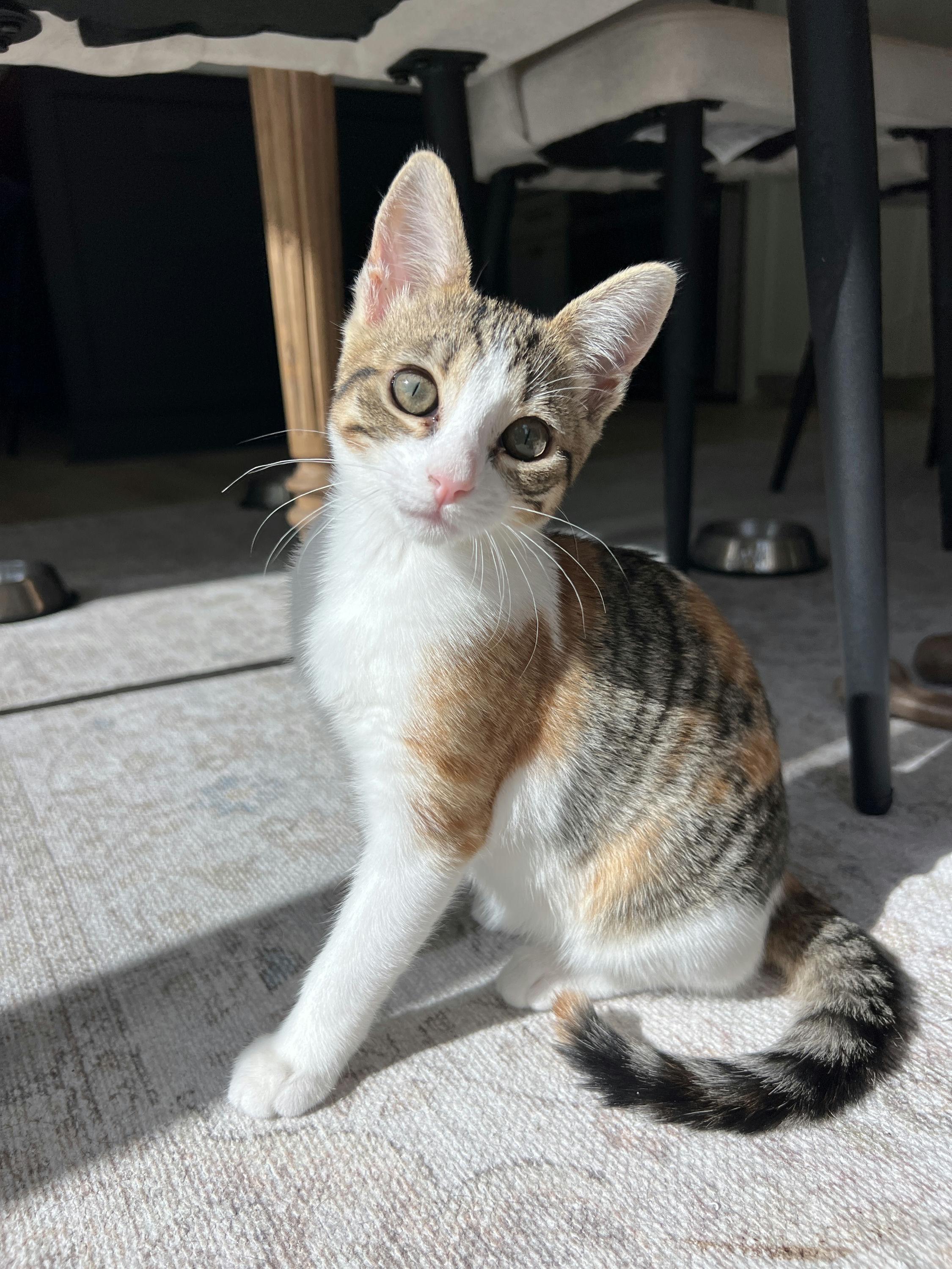 Mochi, adopted, Kitten Female Domestic Short Hair.