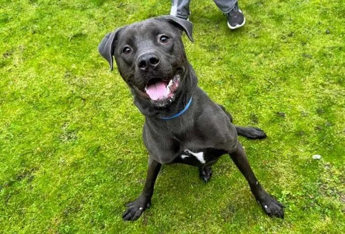 Enlarge Luke OHD-286-24, a Adoptable mixed breed in Coupeville, WA image 1/6