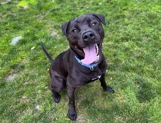 Enlarge Luke OHD-286-24, a Adoptable mixed breed in Coupeville, WA image 2/6