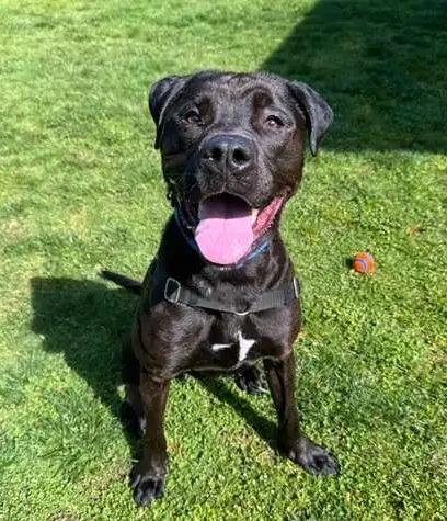 Enlarge Luke OHD-286-24, a Adoptable mixed breed in Coupeville, WA image 3/6