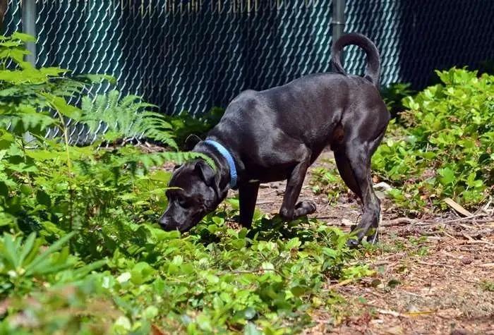 Enlarge Luke OHD-286-24, a Adoptable mixed breed in Coupeville, WA image 4/6