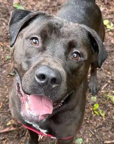 Enlarge Luke OHD-286-24, a Adoptable mixed breed in Coupeville, WA image 5/6