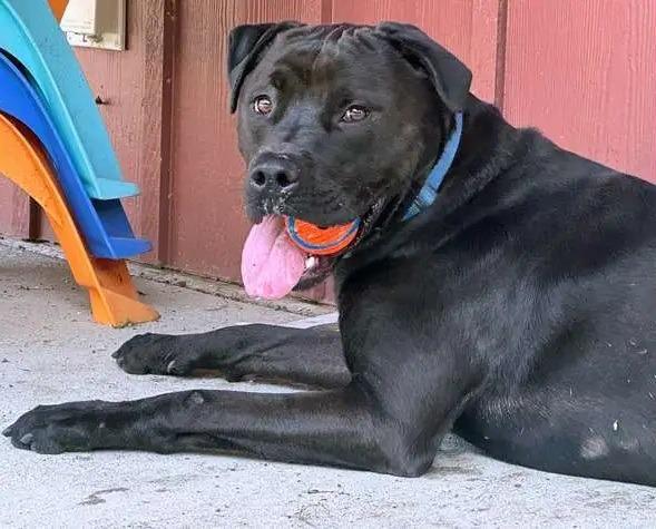 Enlarge Luke OHD-286-24, a Adoptable mixed breed in Coupeville, WA image 6/6