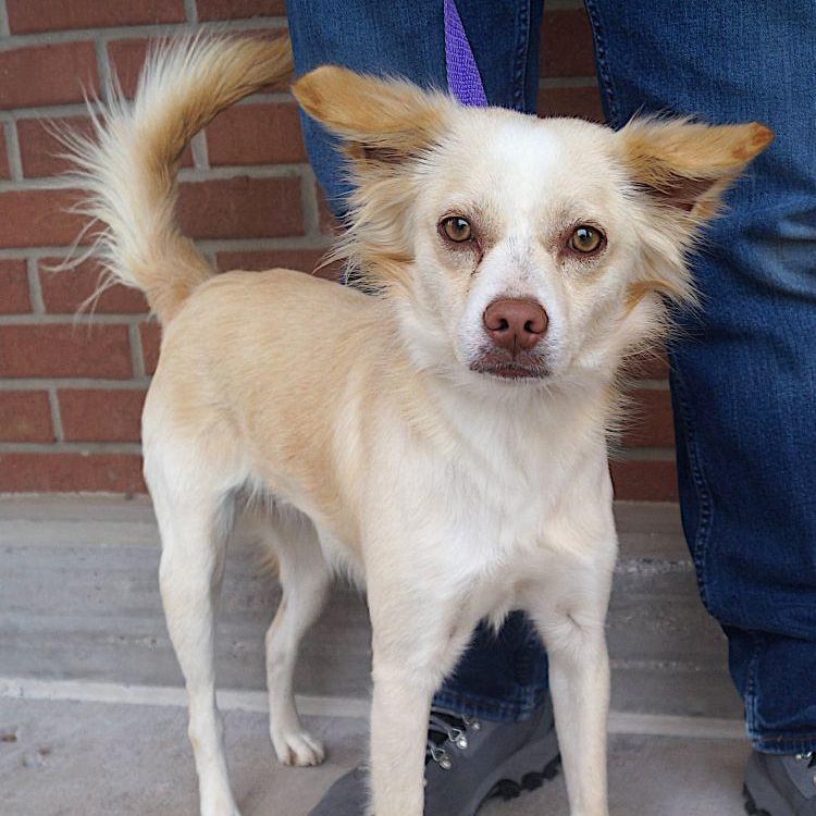 Esmerelda, adoptable, Adult Female Shetland Sheepdog / Sheltie.